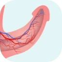 organ-male
